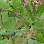 milkweed beetle (Chrysochus cobaltinus)